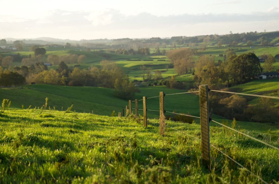 A scenic view of a New Zealand dairy farm from a hill with green paddocks, trees and fencing