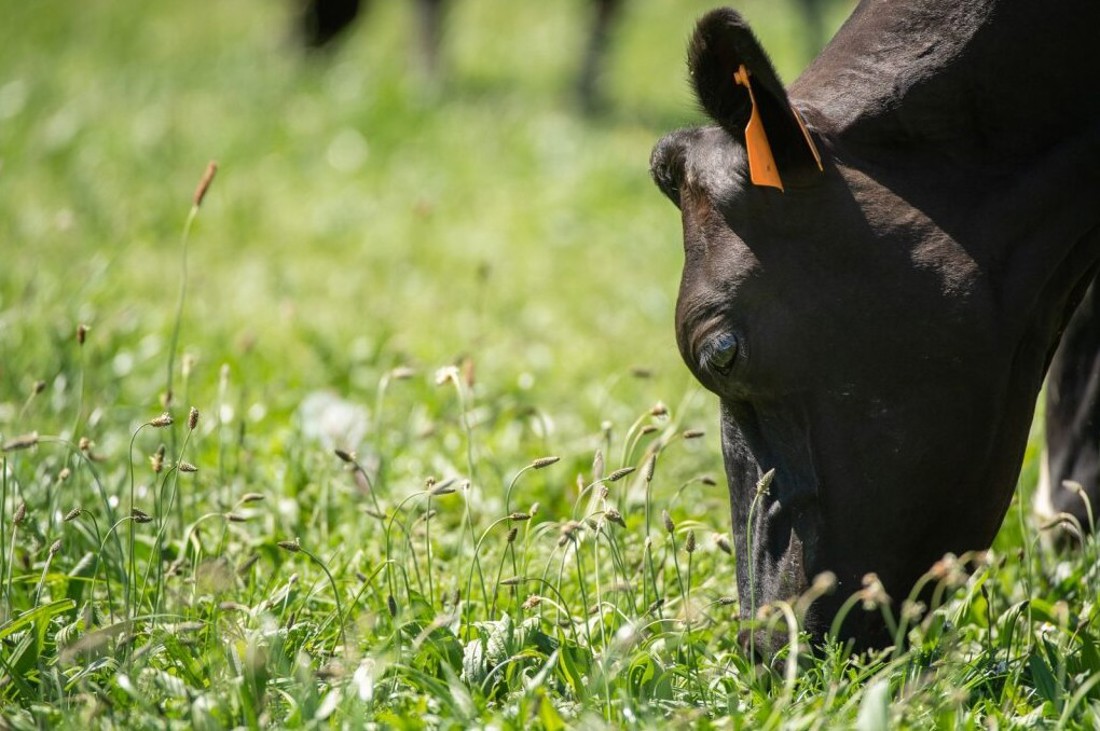 Autumn Smarts Reducing N Loss Image