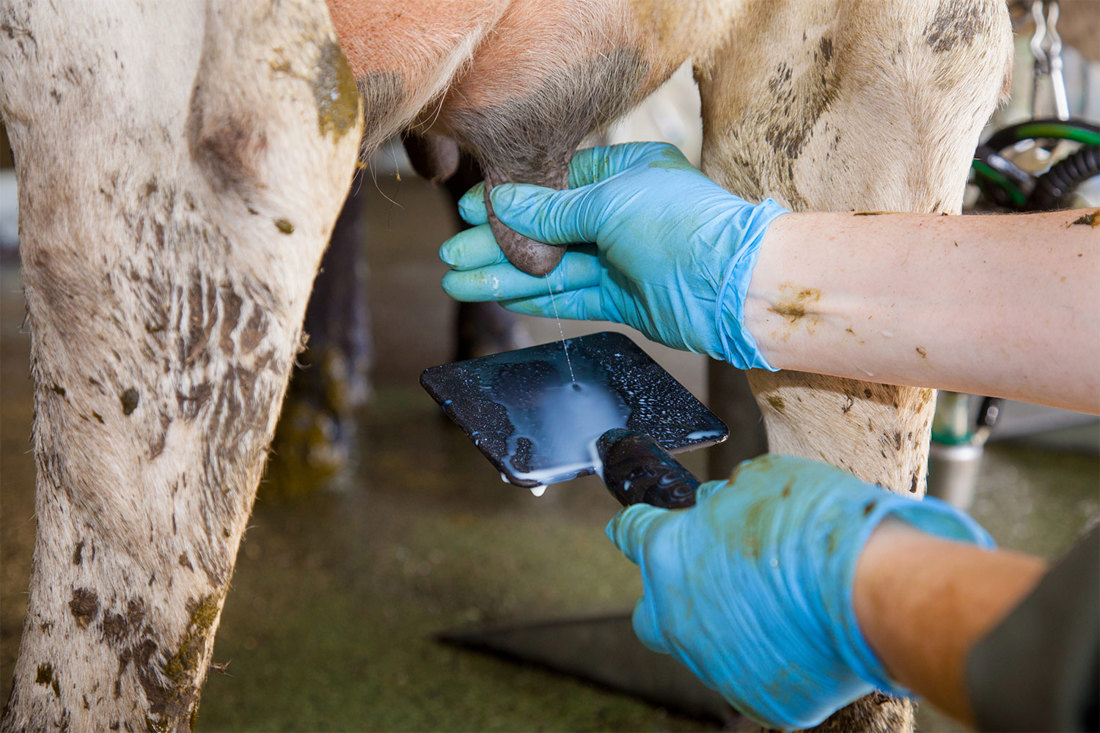 Treating Mastitis Foremilk Stripping 1500X1000