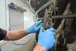 Shears for tail management
