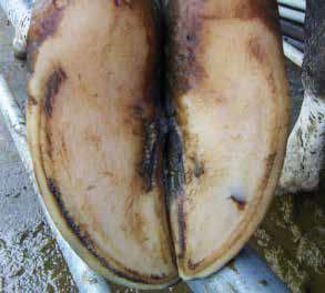Sole Abscess Example