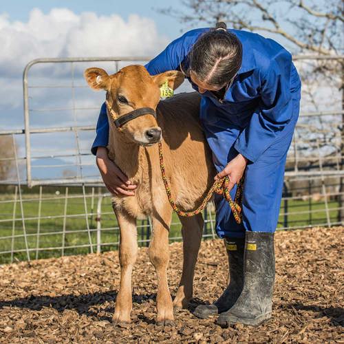 Julie’s Calf Club initiative in action: Elaina New teaching hers to lead.