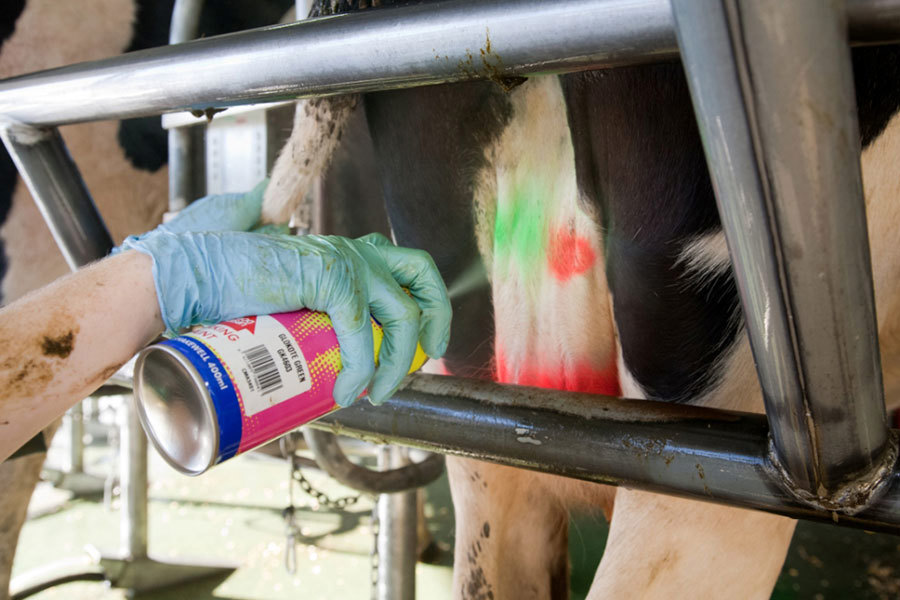 Mastitis Prevent Find Treat Image 4