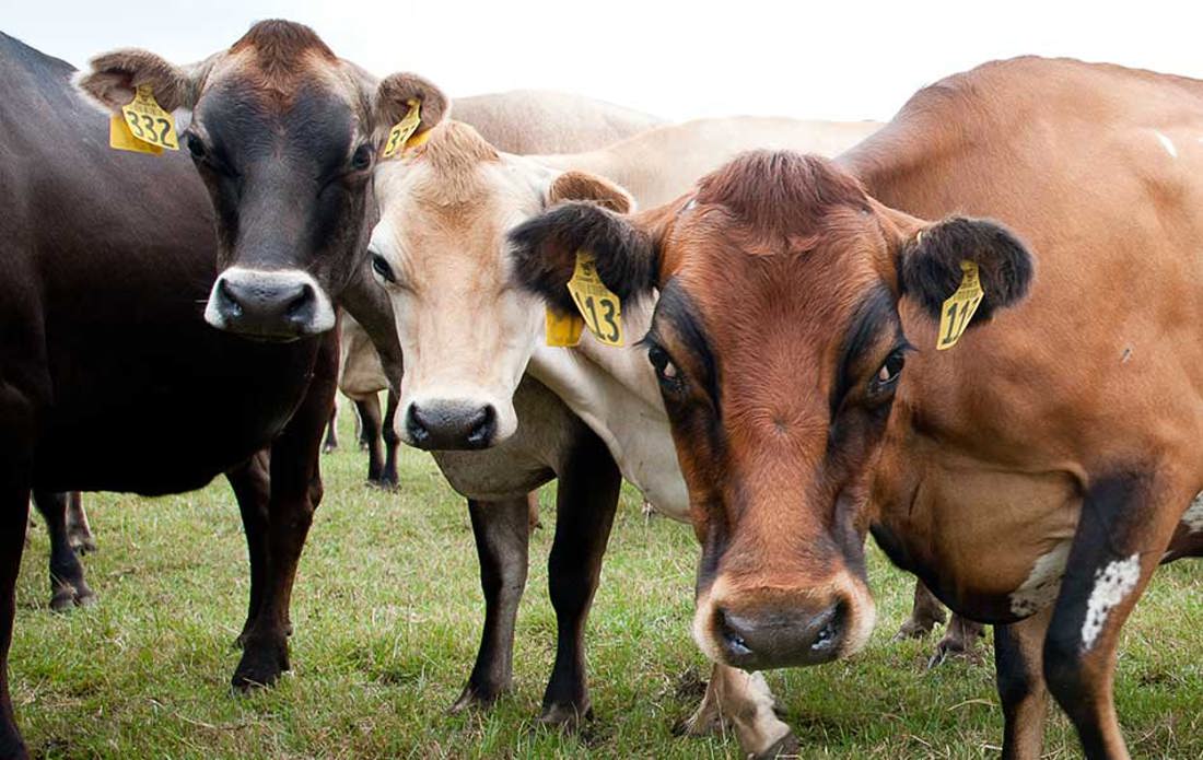 Dairy Cows 950X600