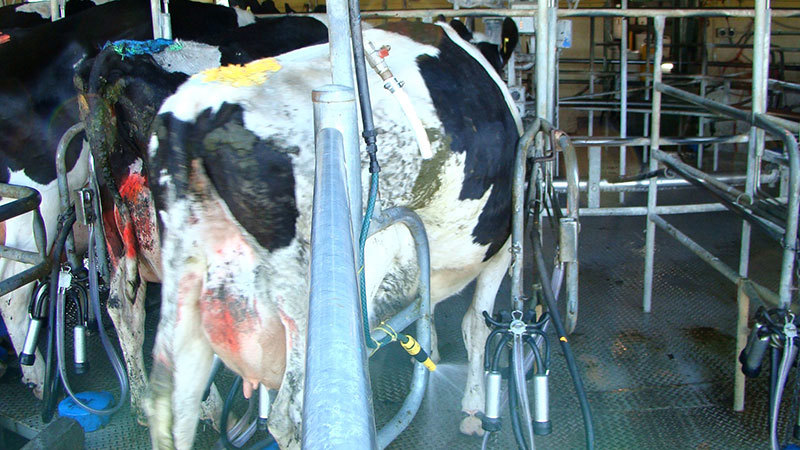 Cow Entering Bail POD