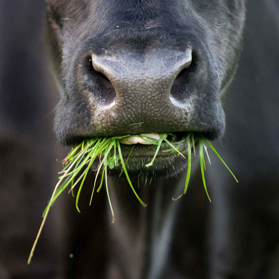 Summer Smarts 2026 Managing Pasture Over Summer 2000Sq