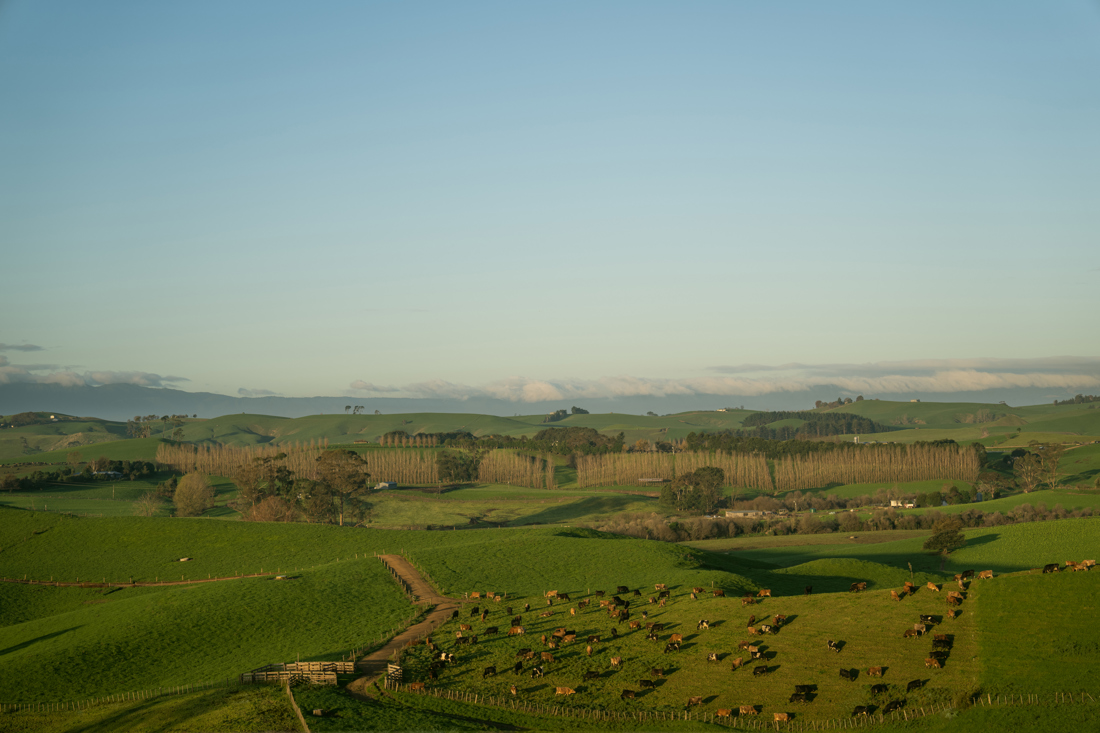 Dairynz 1030
