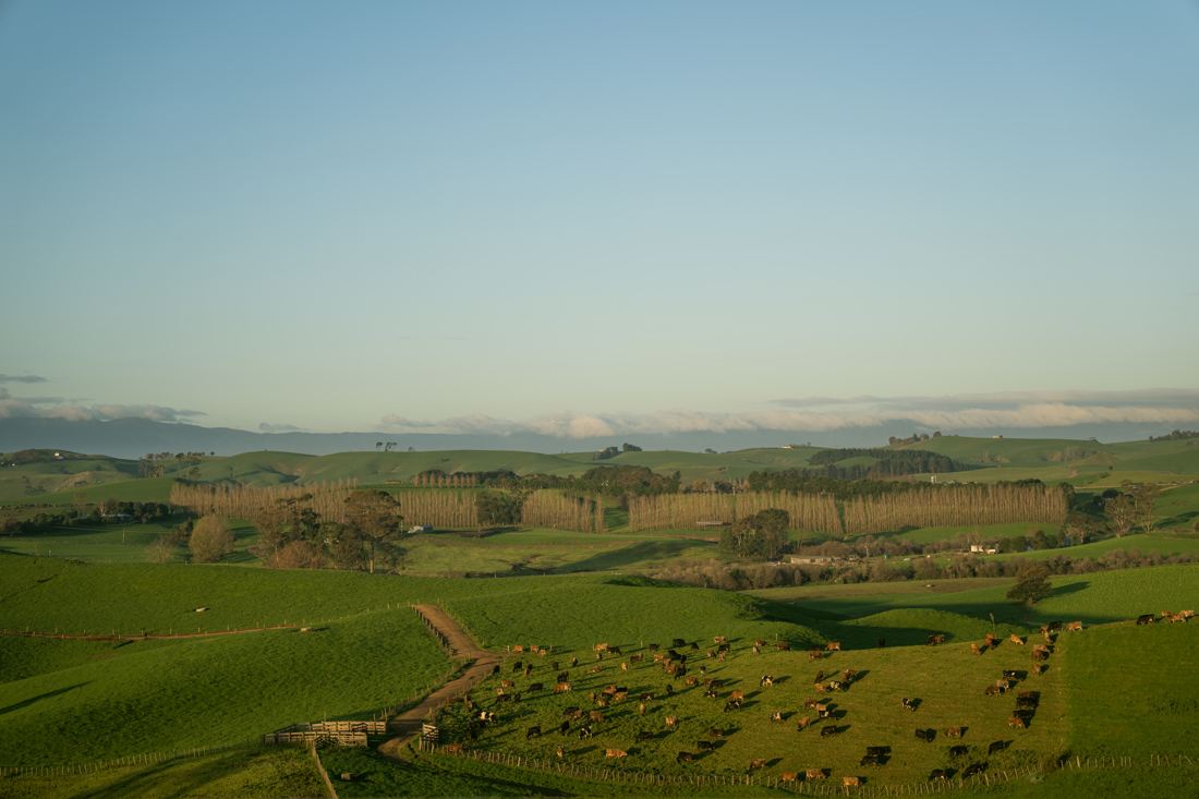 Dairynz 1030