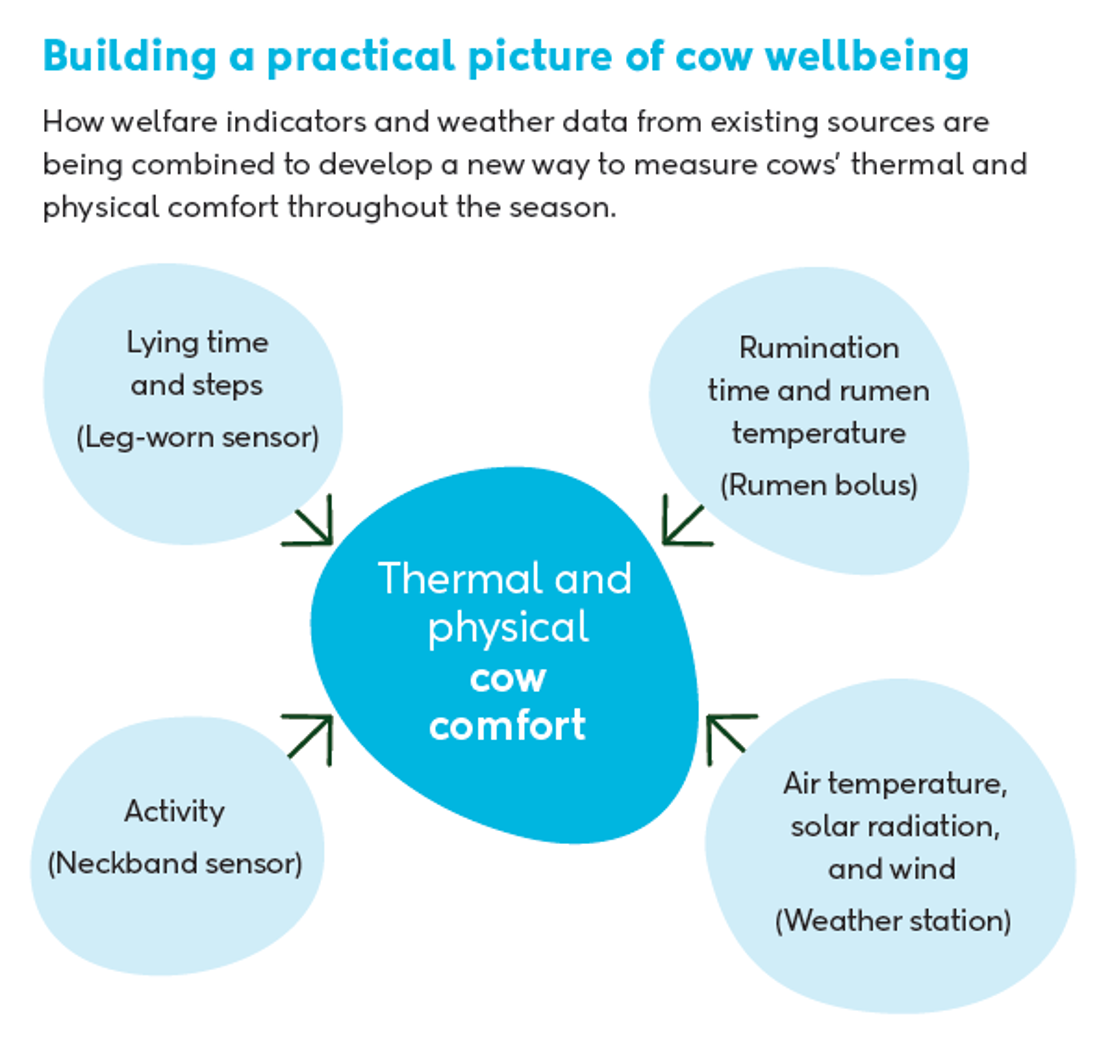 Inside Dairy November 2025 January 2026 Cow Care Helps Set New Zealand Dairy Apart Cow Wellbeing Graphic