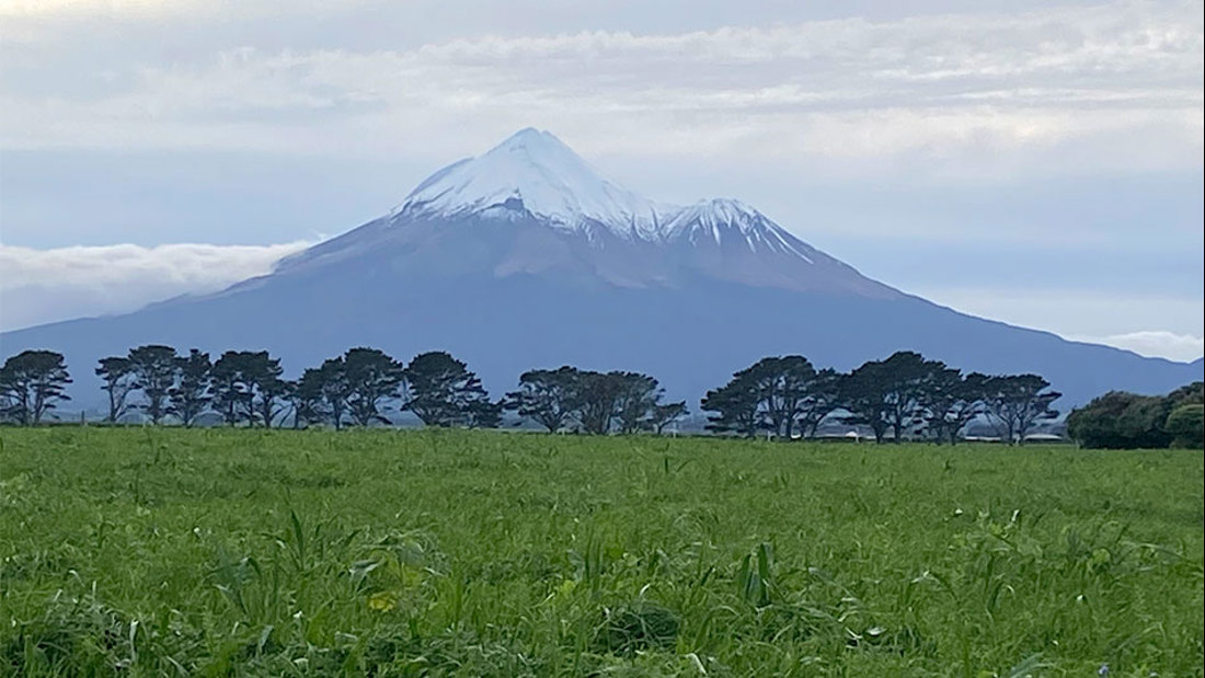 Taranaki Organic Multi Species Pasture Shelter Trees In Backgorund