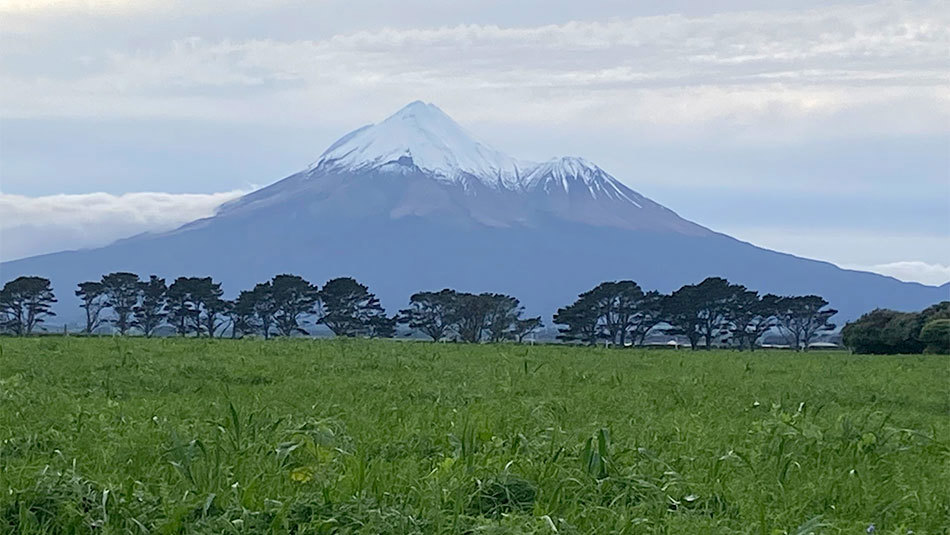 Taranaki Organic Multi Species Pasture Shelter Trees In Backgorund