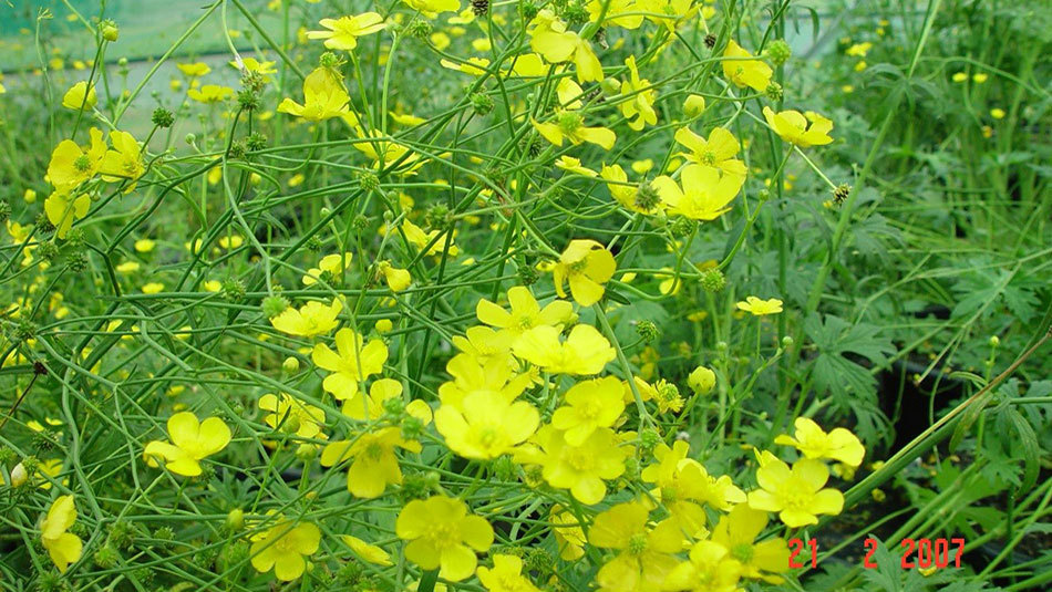 A flower that has yellow petals and green leaves.
