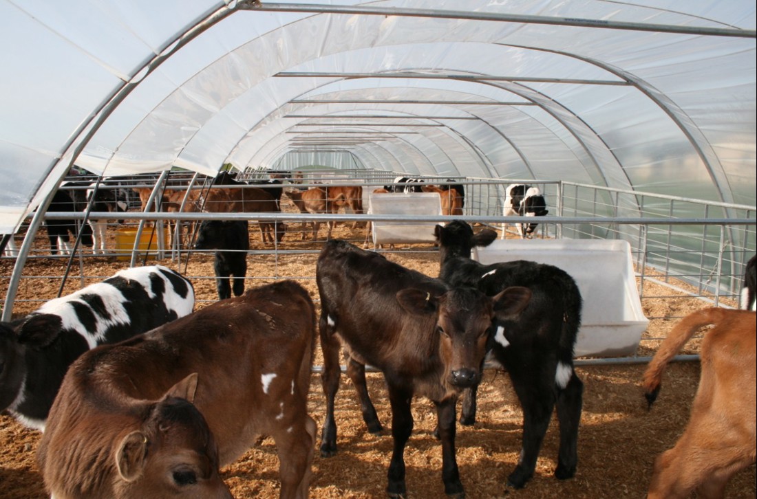 A group of dairy calves in a clean, covered pen.