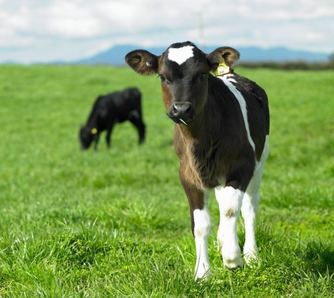 Spring Smarts Calf Overlay Image