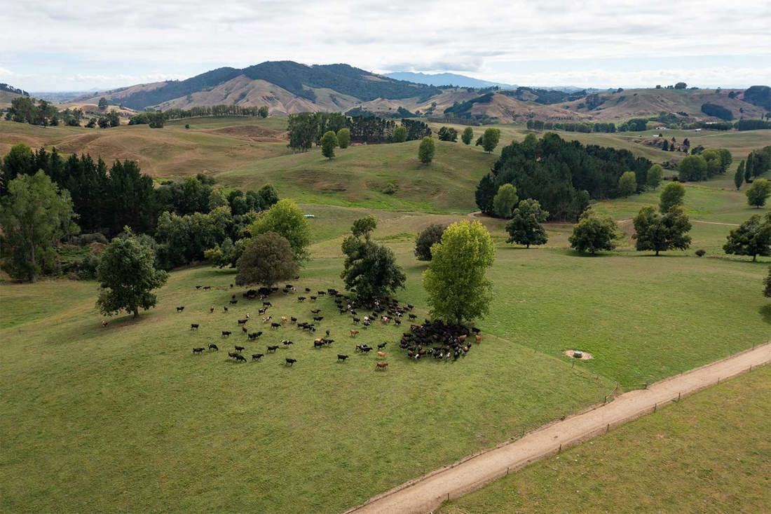 Inside Dairy November 2025 January 2026 Working Towards Cooler Cows Listing Summary Image 1500X1000