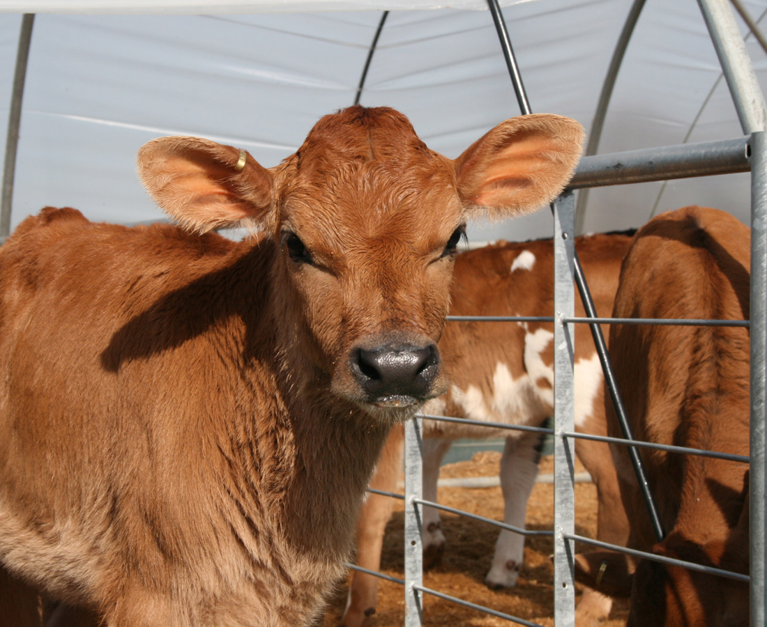 A calf looking at the camera