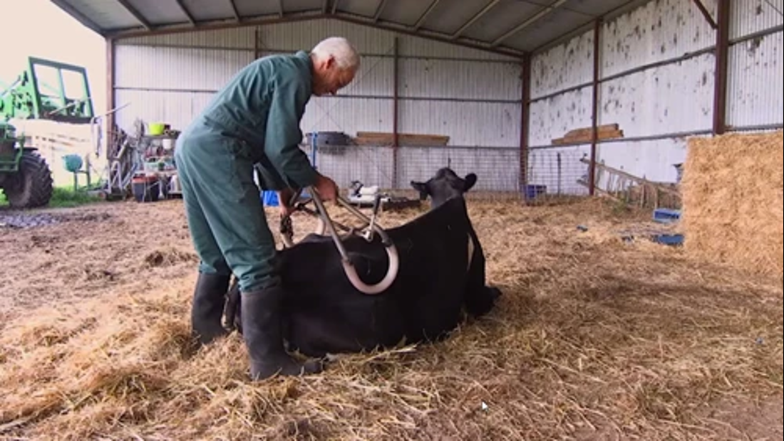 Correct use of hip clamps to lift down cows