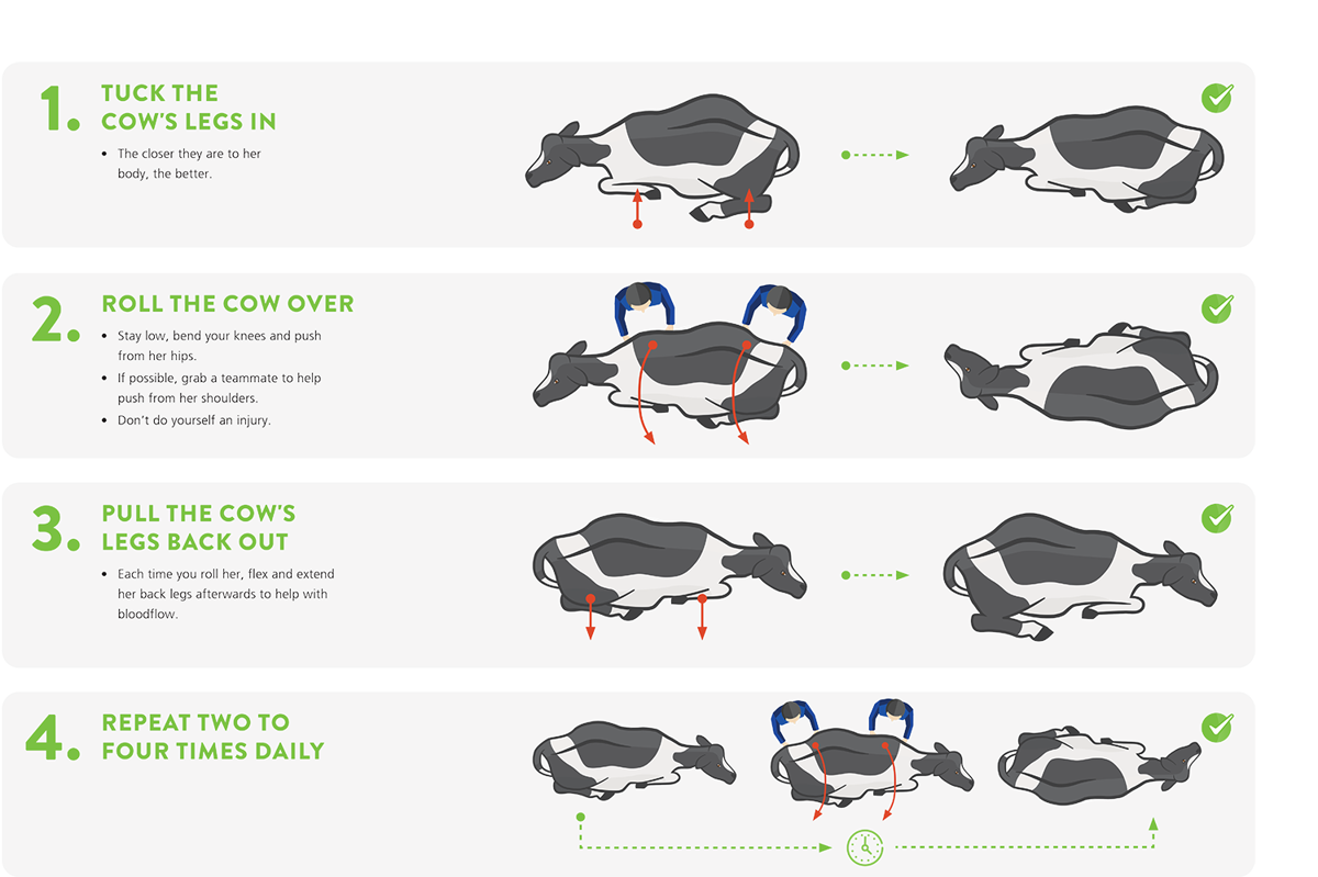 Infographic explaining how to roll a down cow
