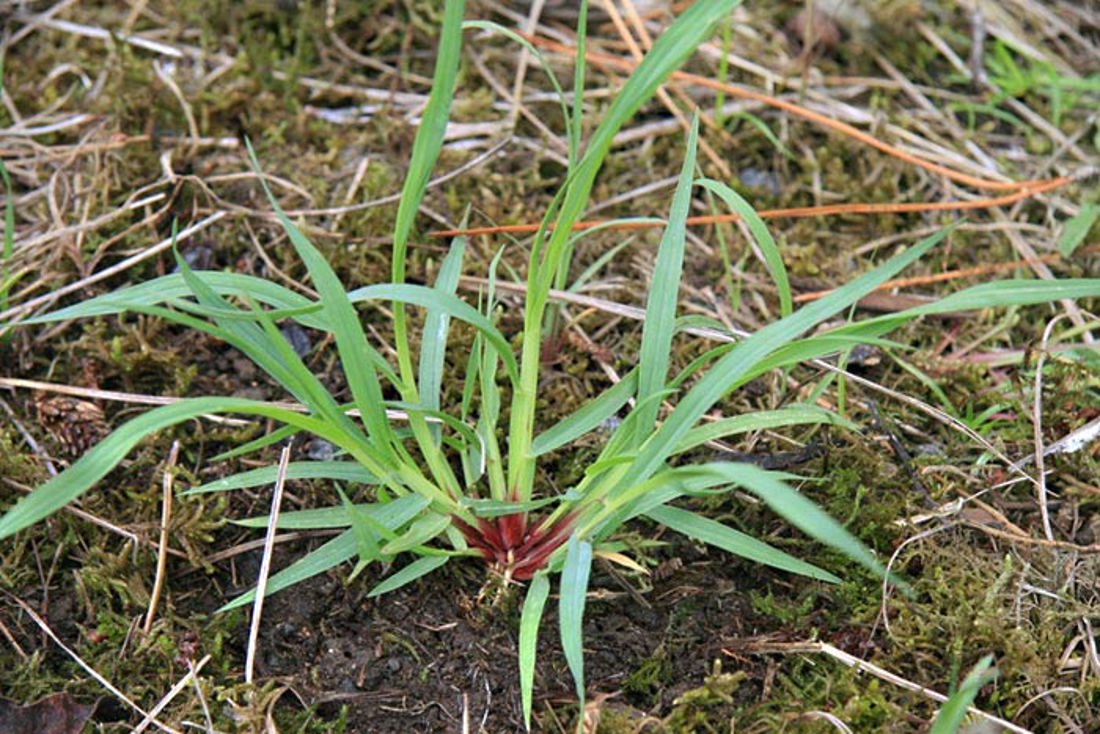 Immature Yello Bristle Grass