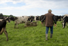 A guy facing the cows in the field