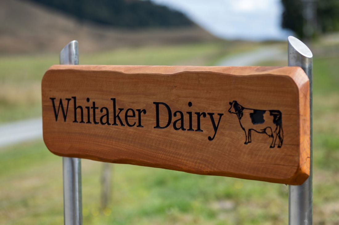 A wooden sign showing the name Whitaker Dairy and a picture of a cow with a paddock in the background
