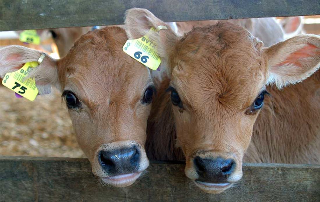 Calves2 950X600