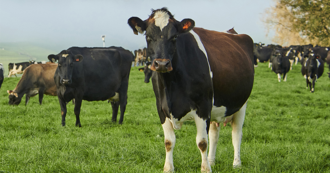 Dairy Stats 24 25 1200X630