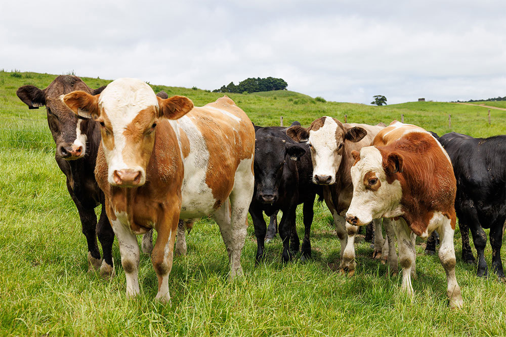 Inside Dairy Towards More Profitable And Ethical Dairy Beef