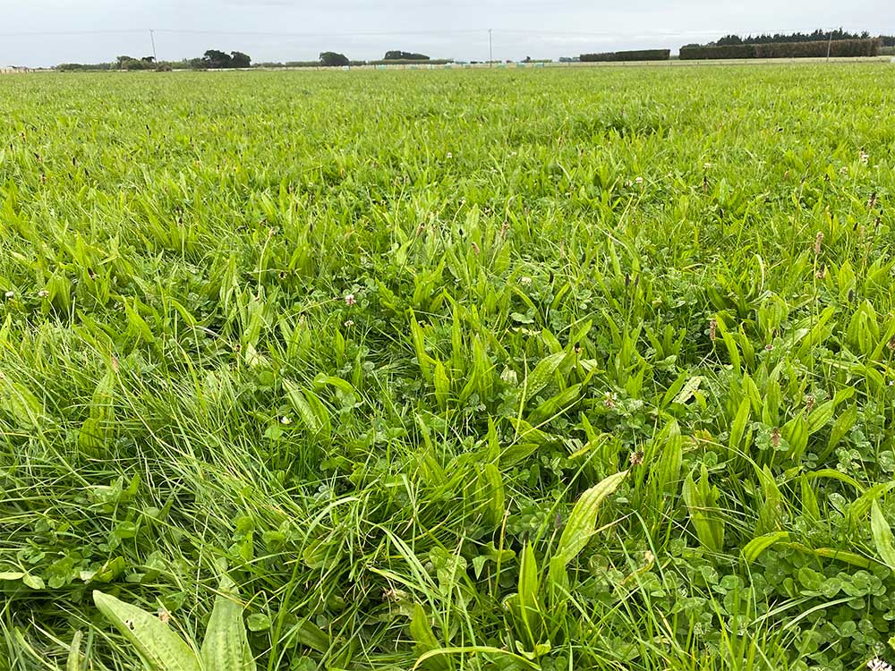 Plantain pastures at Southern Dairy Hub, March 2024