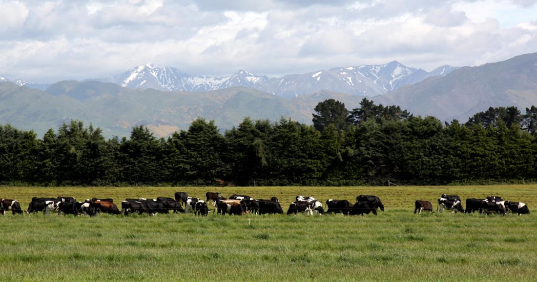 A field of livestocks