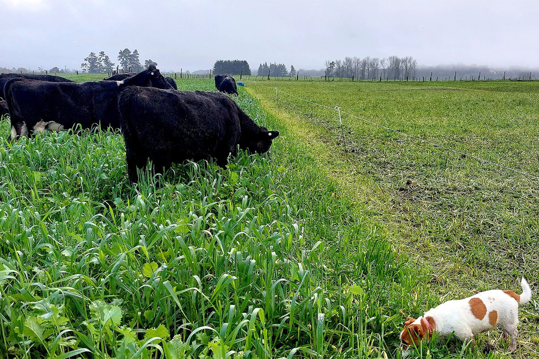 Yearlings On Winter Mixed Crop May 2023 1500X1000