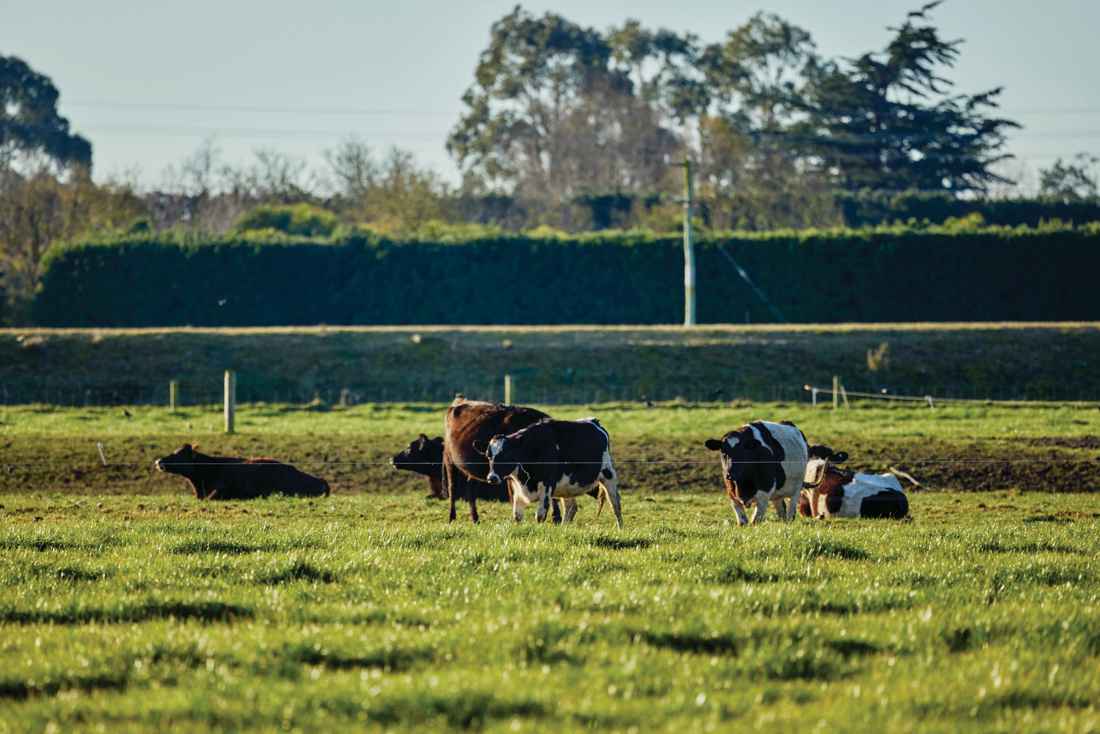 A group of cows in a field