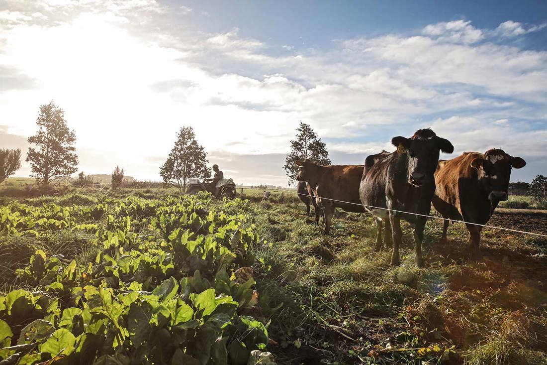 Cows standing beside the crops