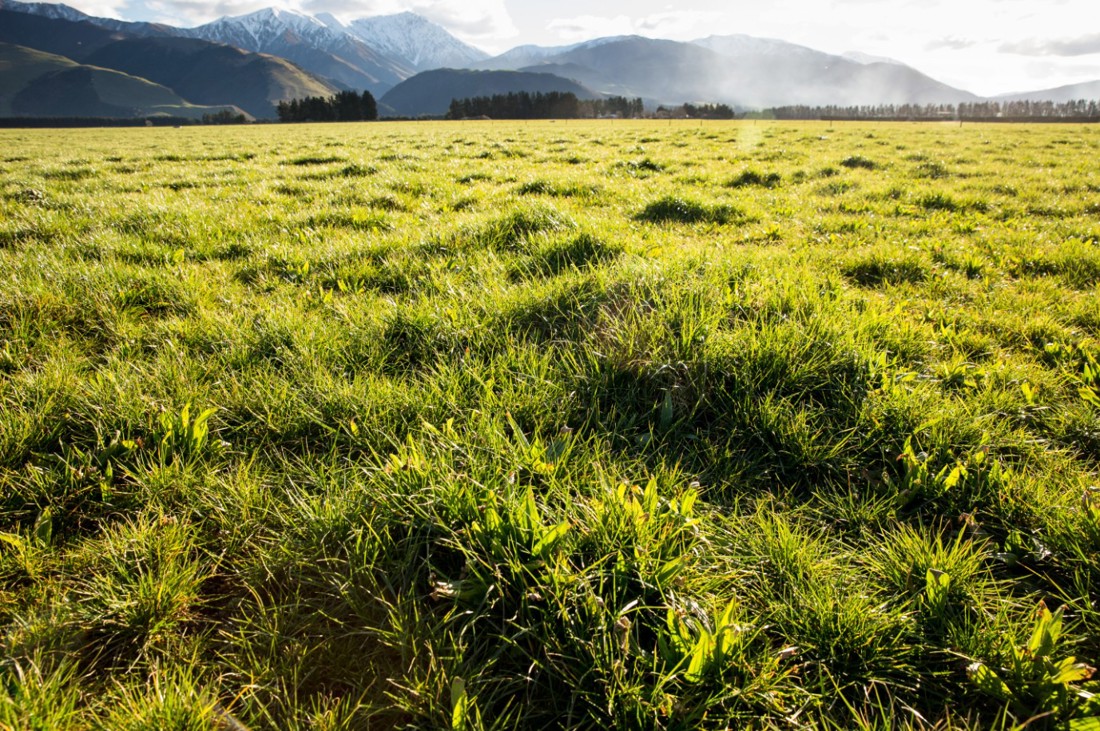 Rural Professionals Hub Fertiliser Advisors Listing Image