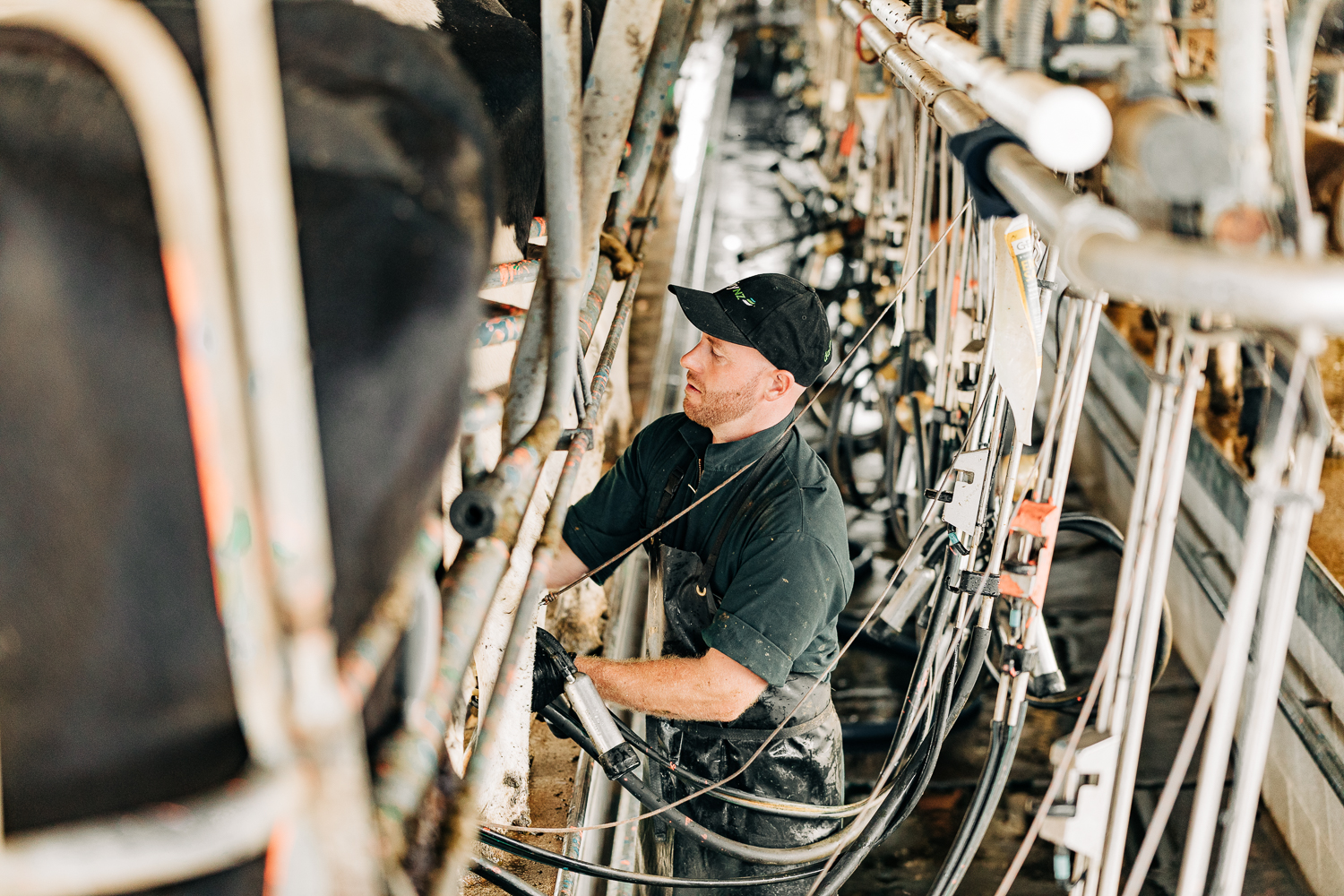 Herringbone system DairyNZ