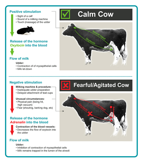 Calm Cow, Fearful Cow