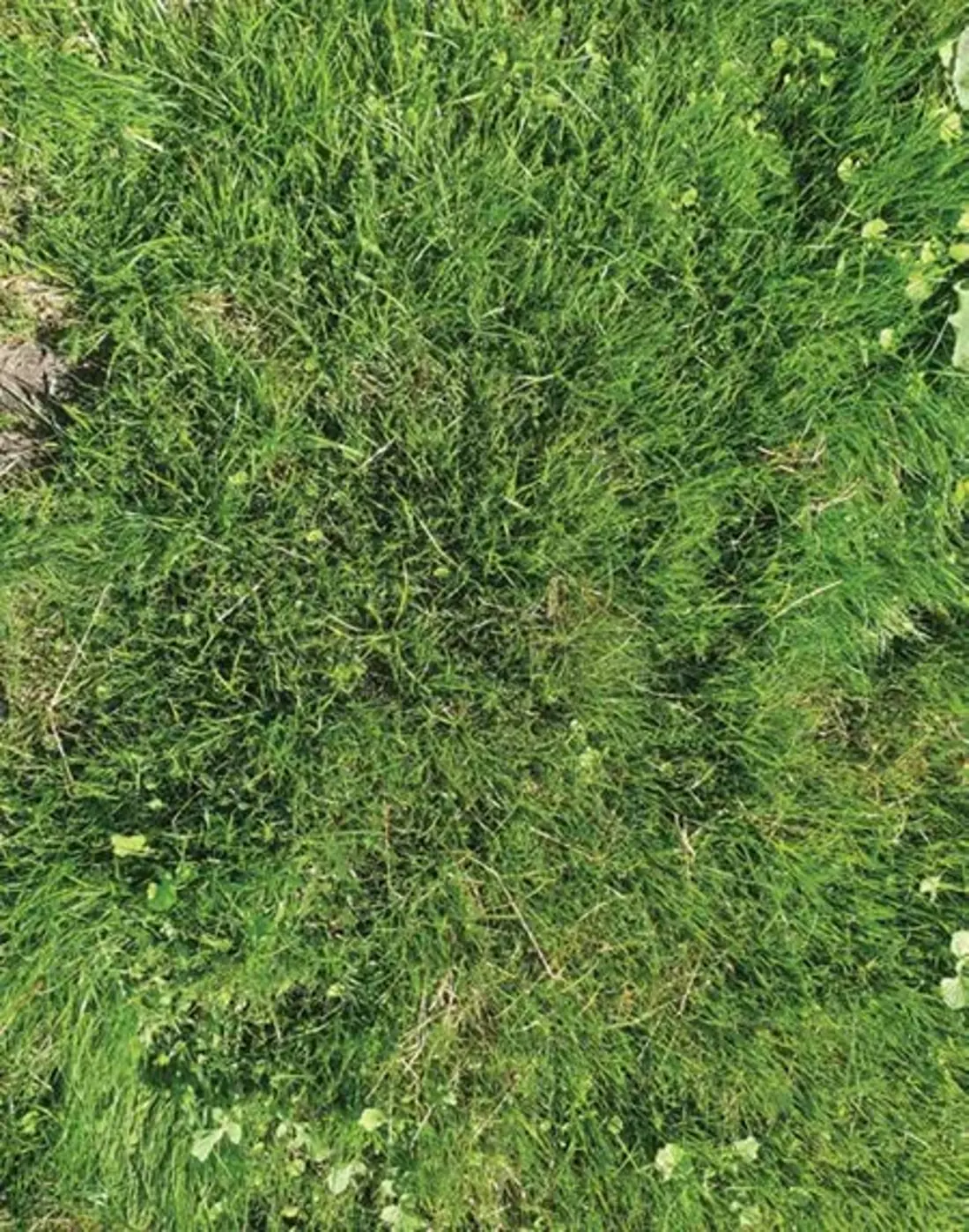 Re Seeded Pasture
