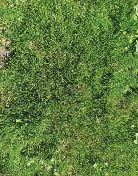 Re Seeded Pasture
