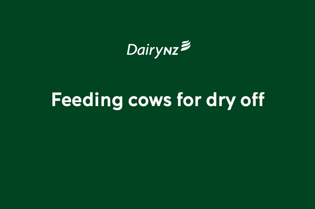 Feeding Cows For Dry Off