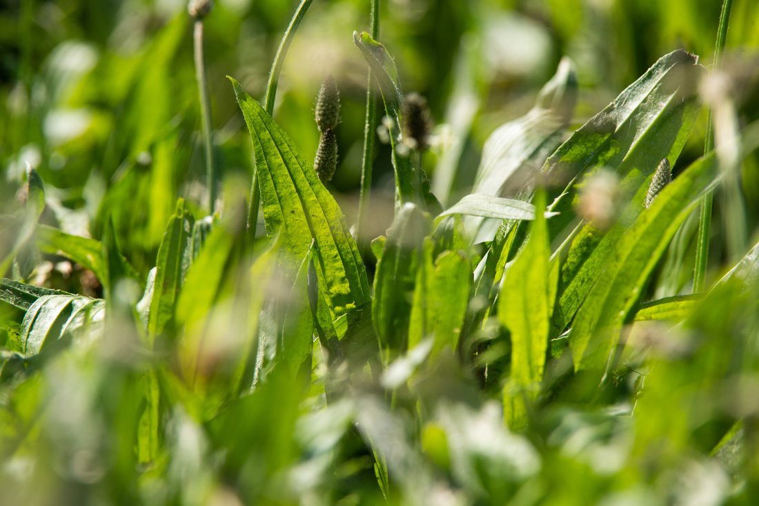 A close up shot of a farm plant