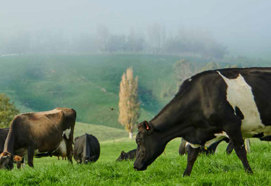 Annual Report 2024 2025 Resources Feature Promo Image