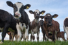 Cows in field