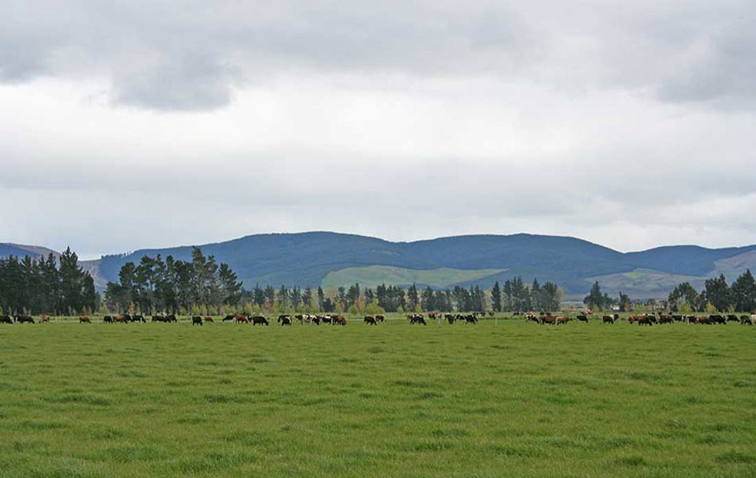 Herd And Mountain Range 950X600