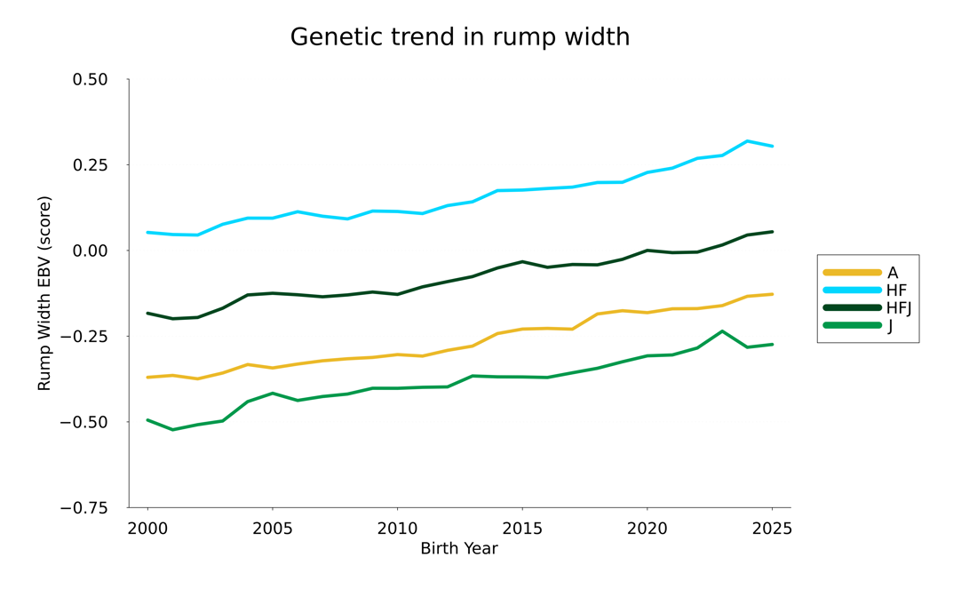 Rumpwidth 25Trend