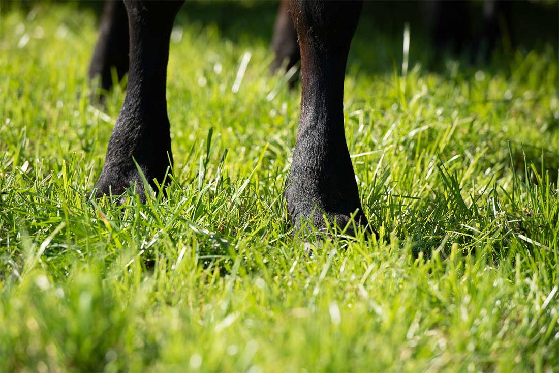 Close up view of a dairy cow's legs in a grassy New Zealand paddock