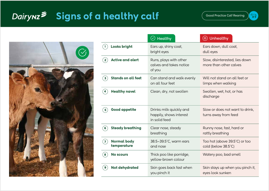 Calf Rearing Shed Poster Image