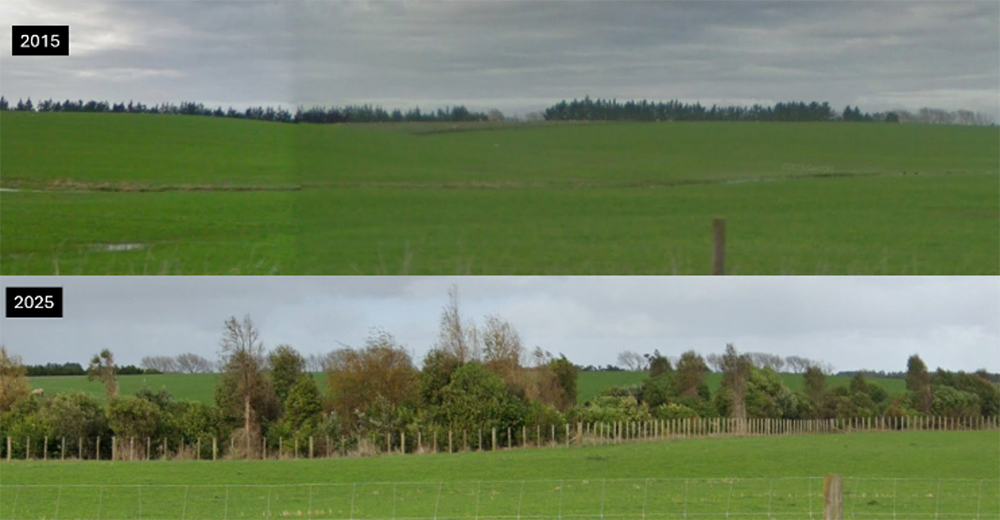 Riparian Panting Manawatu Hastings Before After 2