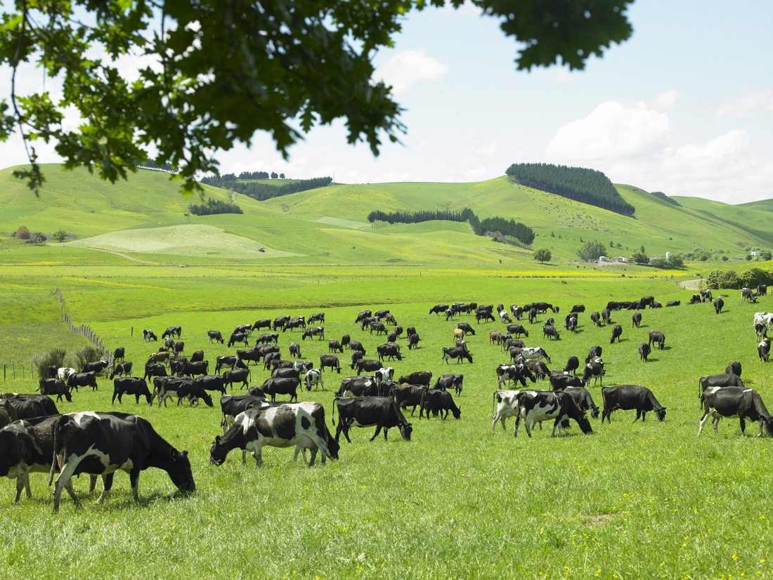 dairy farm land full of cows