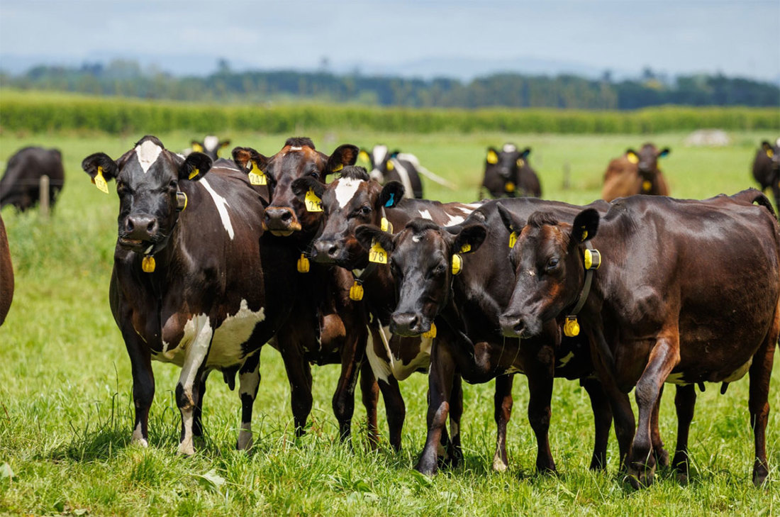 Inside Dairy The Why What Of Wearables Listing Image