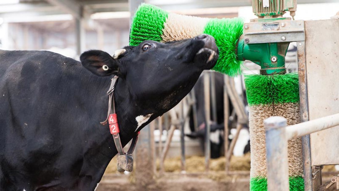 A cow with a green brush